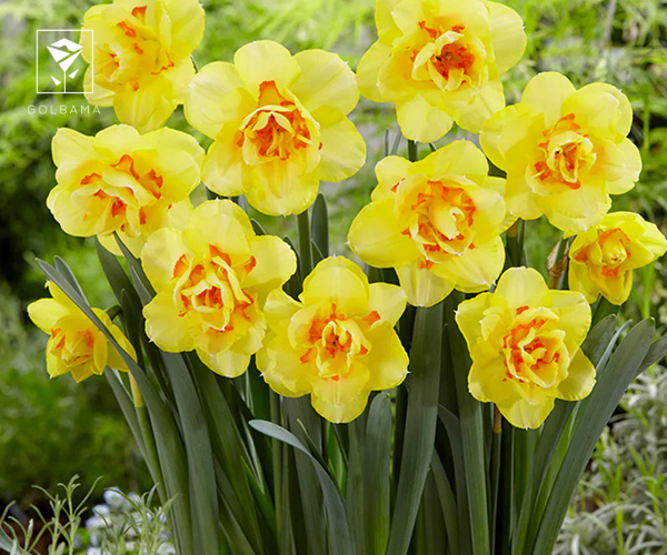 17. نرگس تاهیتی