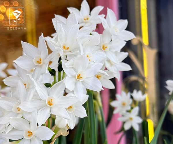 18. نرگس زیوا پیپر وایت