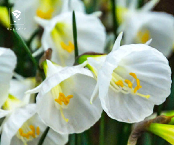 19. نرگس توتو