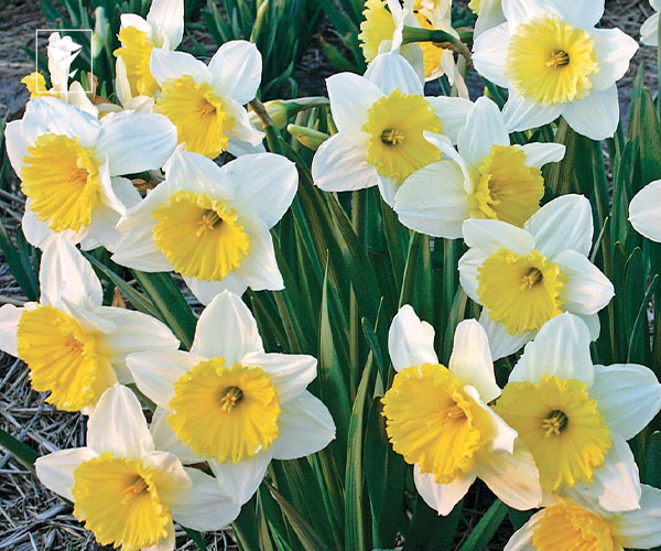 20. نرگس آیس فولیس