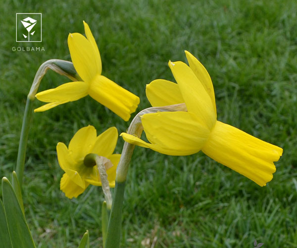 21. نرگس رپتور