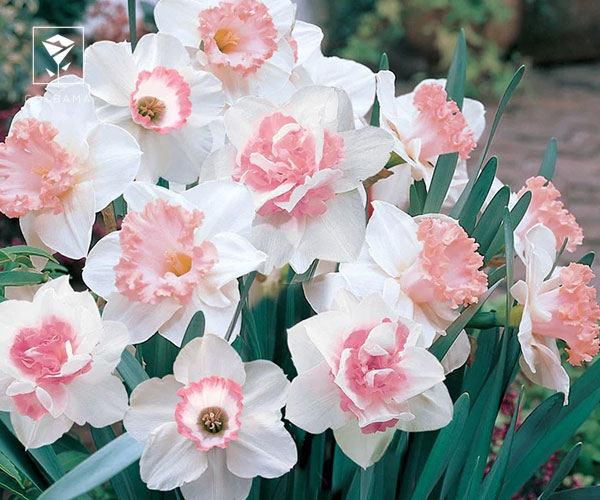 22. نرگس مری گی لیرت