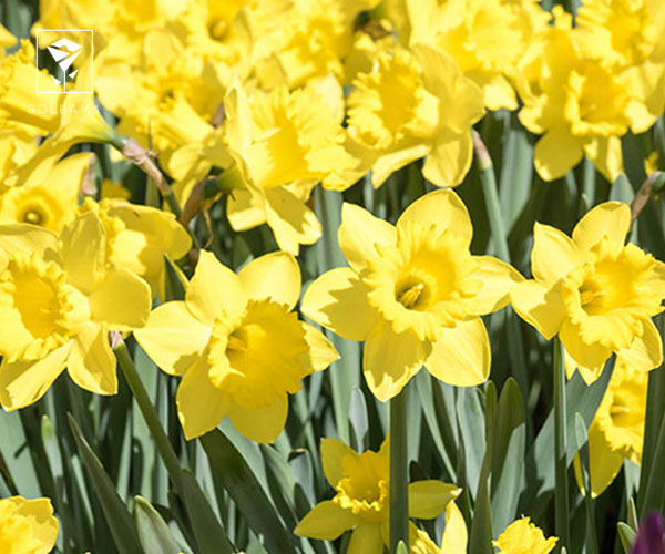 23. نرگس داچ مستر