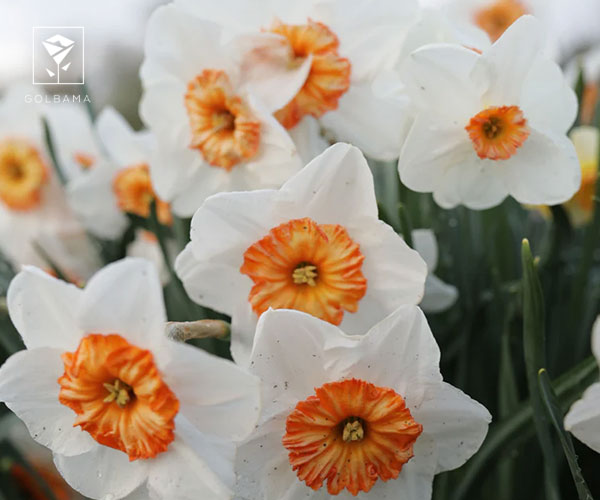 24. نرگس پروفسور انیشتین