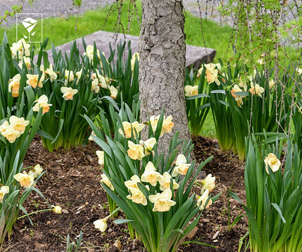 26. گل نرگس درختی