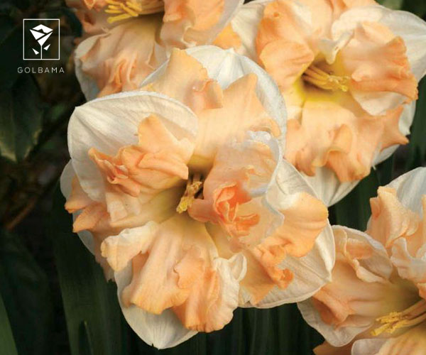 نحوه نگهداری از انواع گل نرگس