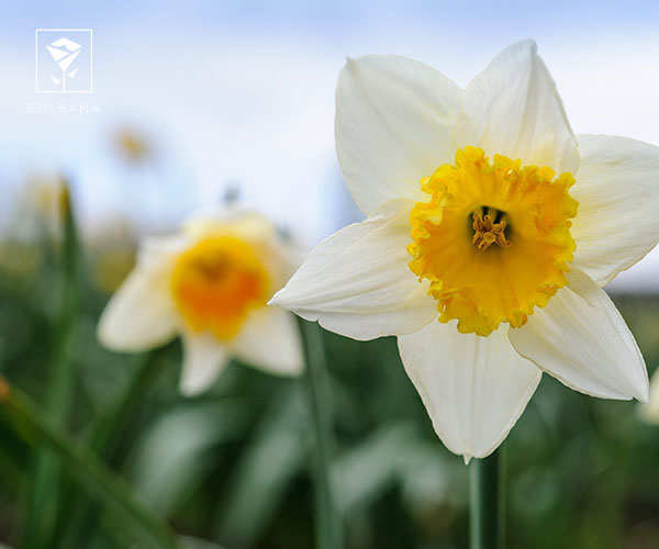 گل نرگس نماد چیست؟