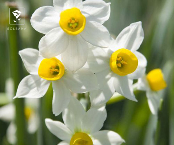 سوالات متداول در خصوص انواع نرگس