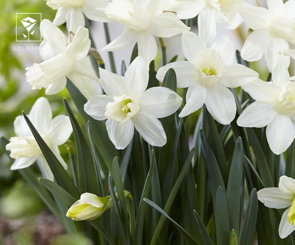 3. نرگس شیپور کوچک