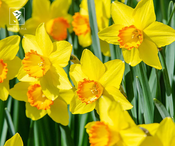 آیا نرگس مینیاتوری هم هست؟