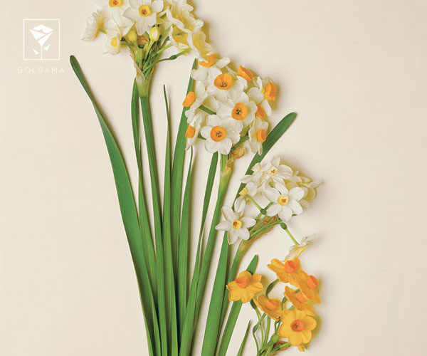 معرفی گل نرگس: گل نرگس چیست؟