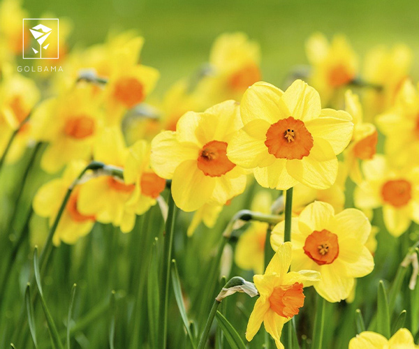 4. نرگس پرپر