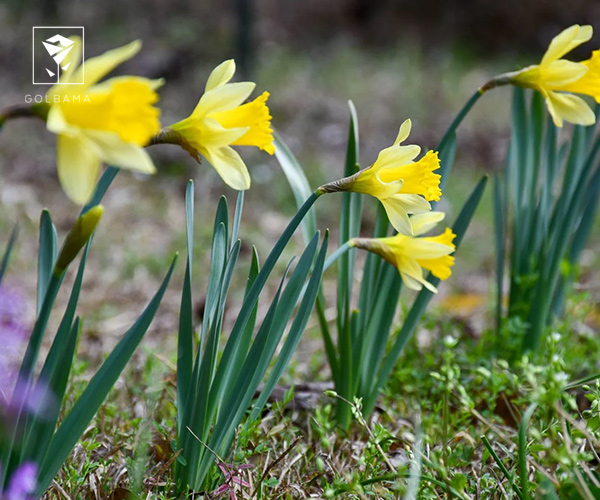 5. نرگس وحشی