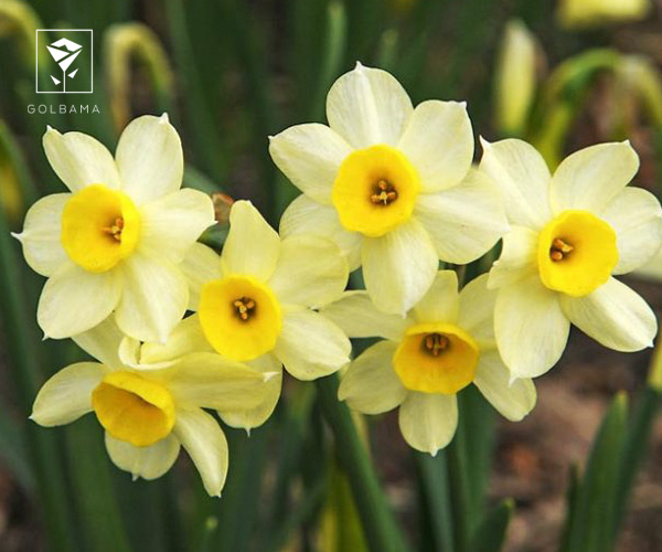 6. نرگس مینیاتوری