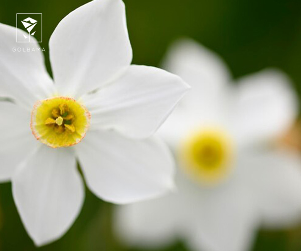 7. نرگس شاعری