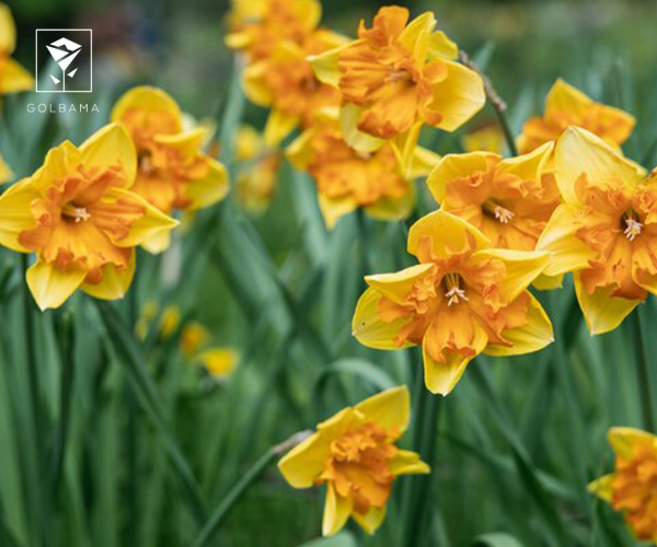 8. نرگس تاج شکافته