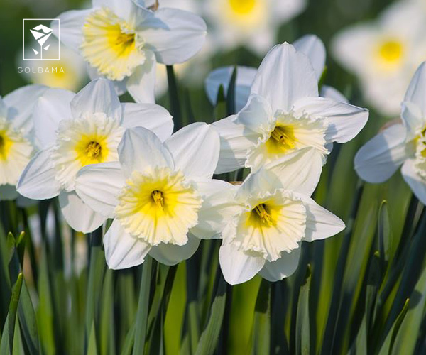 9. نرگس تازتا