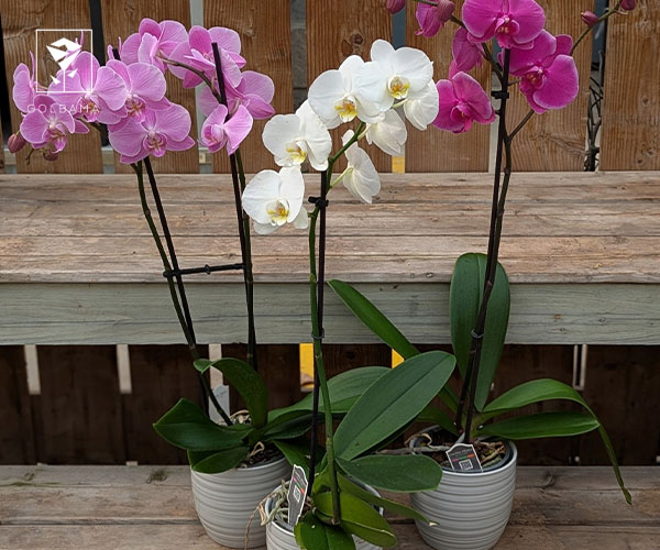 1.ارکیده فالانوپسیس (Phalaenopsis)