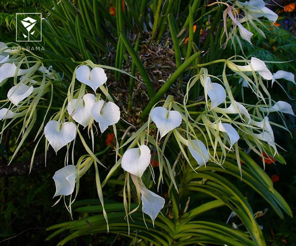 10. ارکیده براساوولا (Brassavola)