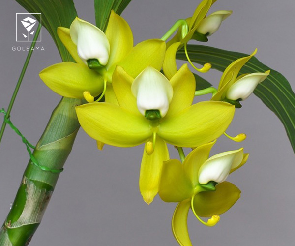 11. ارکیده سیکنوچیس (Cycnoches)