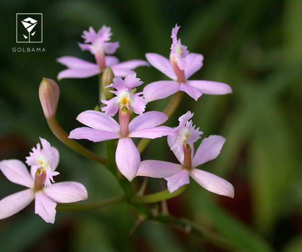 12. ارکیده اپی دندرم (Epidendrum)