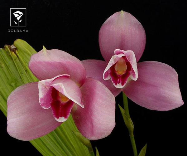 14. ارکیده لیکاسته (Lycaste)