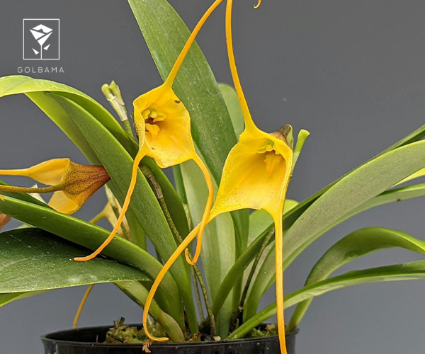 15. ارکیده ماسدوالیا (Masdevallia)