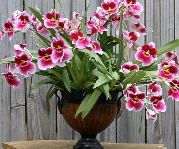 16. ارکیده میلتونیا (Miltonia)