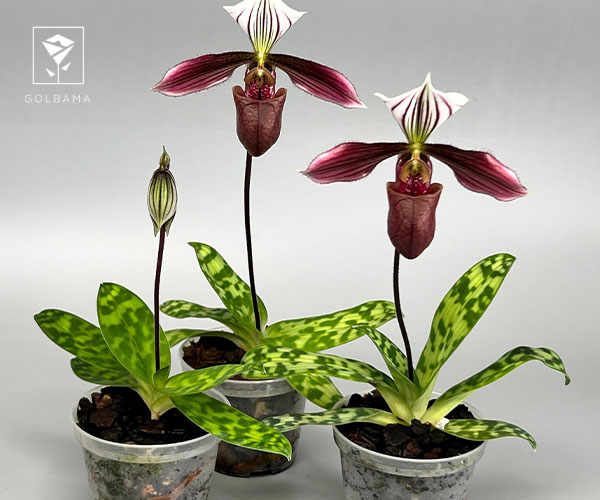 17. ارکیده پافیوپدیوم (Paphiopedium)