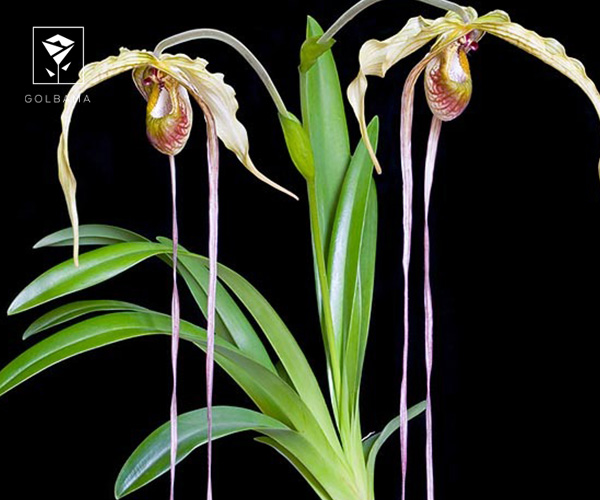 19. ارکیده فراگمیدیوم (Phragmipedium)