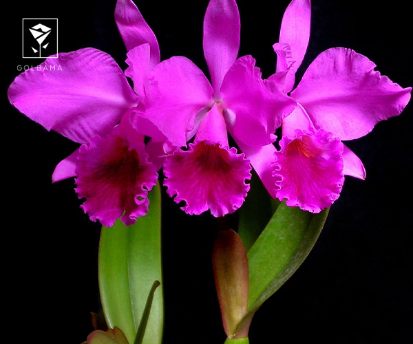 2. ارکیده کاتلیا (Cattleya)