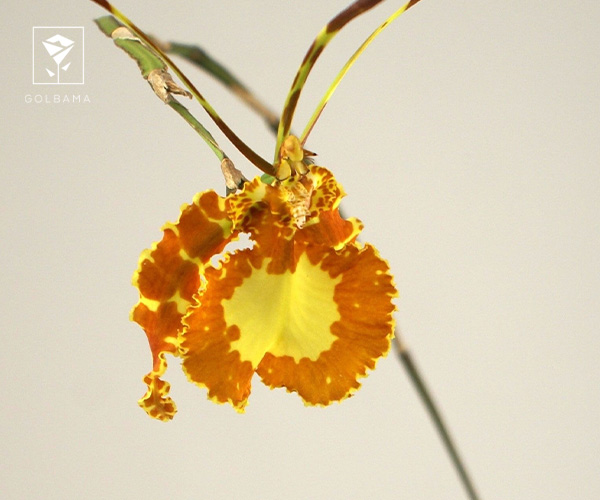 20. ارکیده سایکوپسیس (Psychopsis orchid)