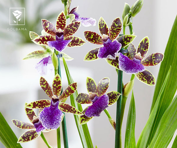 21. ارکیده زیگوپتالوم (Zygopetalum)