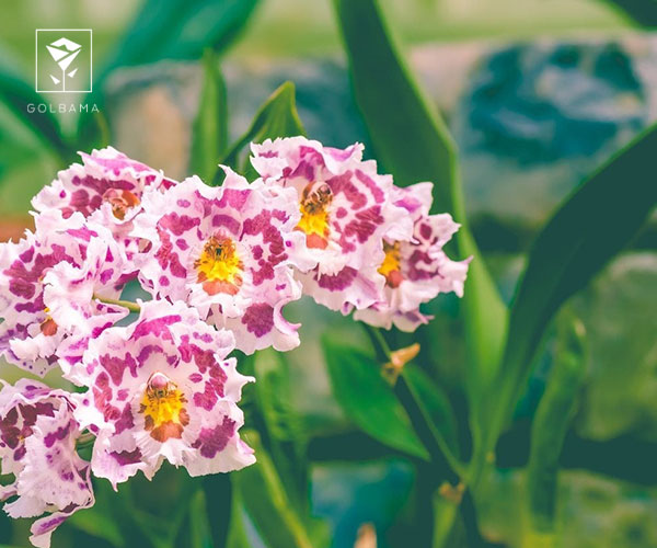 22. ارکیده آدونتوگلوسوم (Odontoglossum)