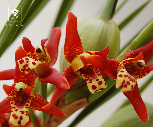 23. ارکیده ماکسیلاریا (Maxillaria tenuifolia)