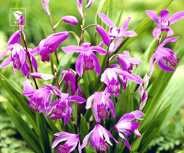 24. ارکیده بلتیلا (Bletilla)