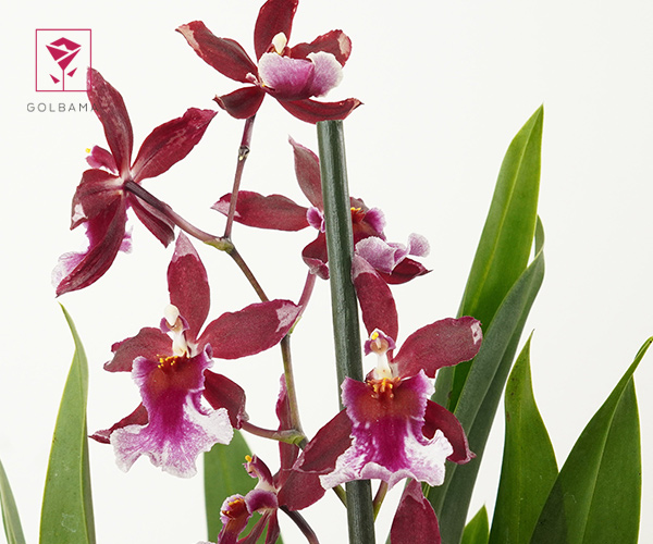 25. ارکیده کامبریا (Cambria orchid)