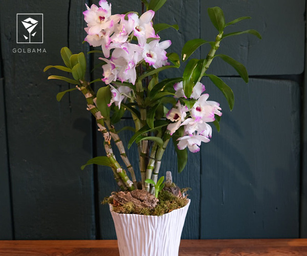 3. ارکیده دندروبیوم (Dendrobium)