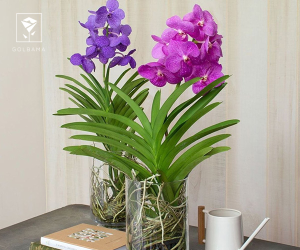 4. ارکیده واندا (Vanda)