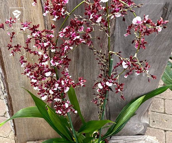 5. ارکیده اونسیدیوم (Oncidium)