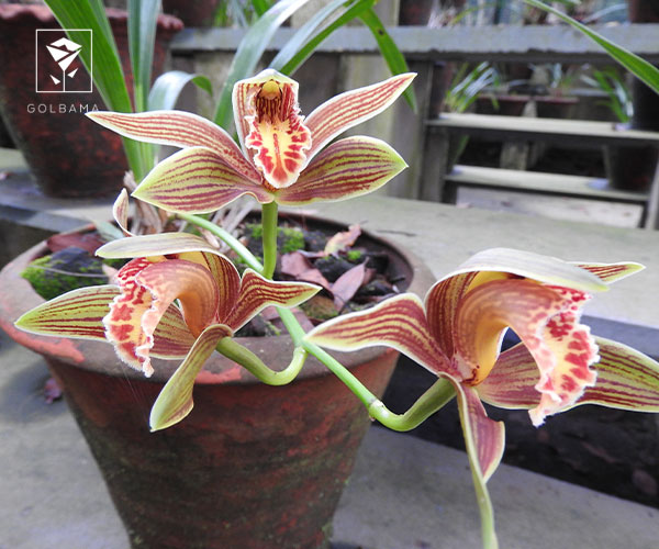 6. ارکیده سیمبیدیوم (Cymbidium)