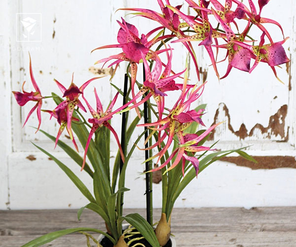 7. ارکیده براسیا (Orchid Brassia)