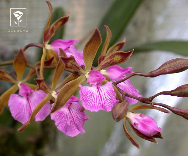 8. ارکیده انسیکلیا (Encyclia)