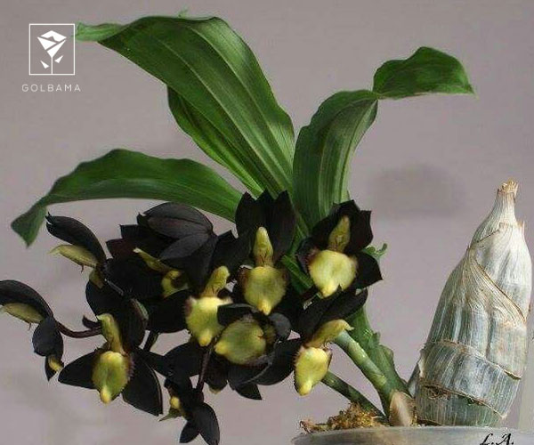 9. ارکیده کاتاستوم (Catasetum)