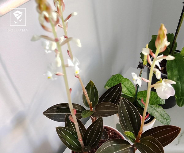 13. ارکیده لودیسیا (Ludisia)