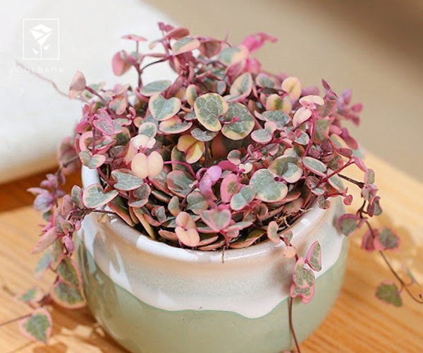 3. سروپژیا گل قلبی رونده