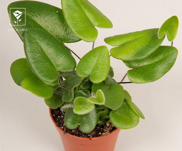 4. سرخس آریفولیا بهترین گیاهان به شکل قلب برای هدیه ولنتاین