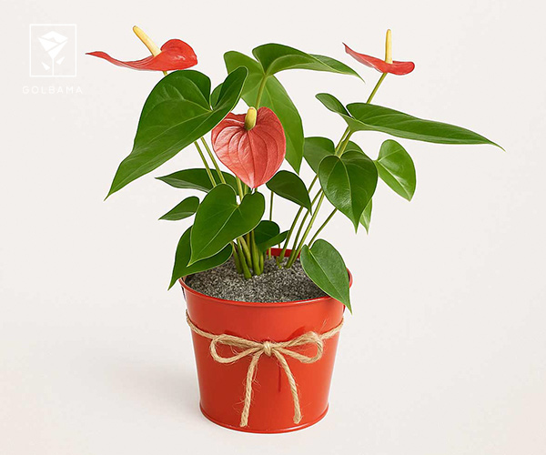 5. آنتوریوم گل برگ قلبی شکل قرمز