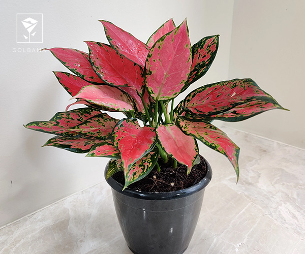 7. آگلونما قرمز