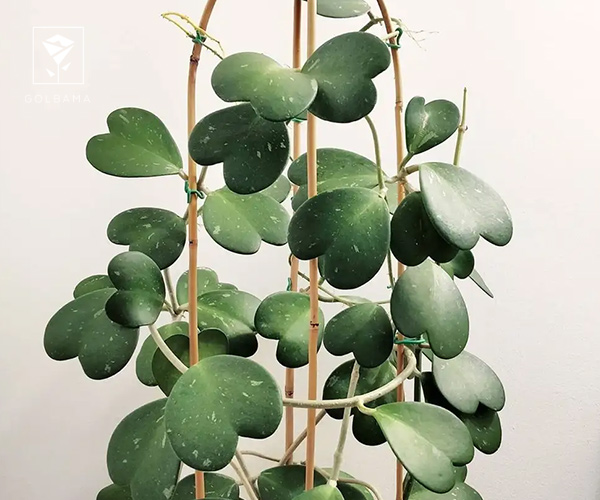 1. هویا قلبی